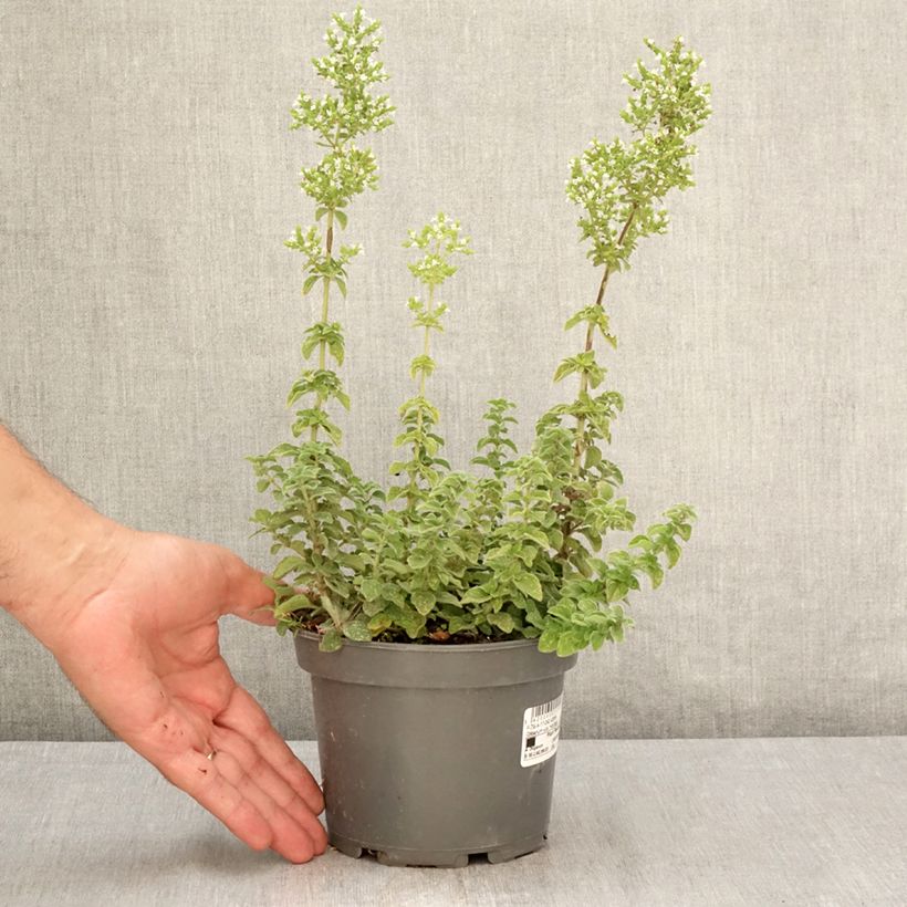 Exemplar von Gewöhnlicher Dost Hot and Spicy - Origanum vulgare Topf mit 1,5L/2L wie im Sommer geliefert