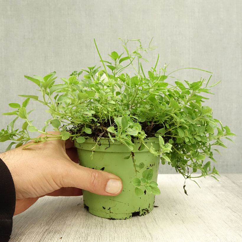 Example of Gewöhnlicher Dost Bio - Origanum vulgare Topf mit 1L/1,5L as you get in automne