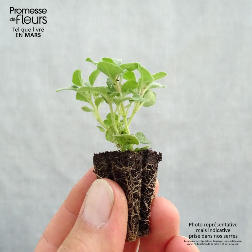 Example of Gewöhnlicher Dost Compactum Bio - Origanum vulgare Mini-Plug Ø 3/4 cm as you get in printemps