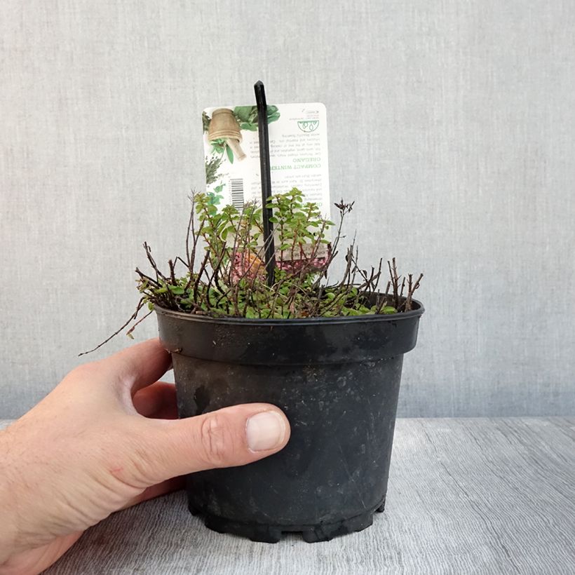Example of Gewöhnlicher Dost Compactum - Origanum vulgare Topf mit 1,5L/2L as you get in automne
