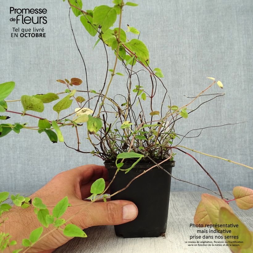 Example of Gewöhnlicher Dost Bio - Origanum vulgare Kleine Töpfe von 8/9 cm as you get in automne