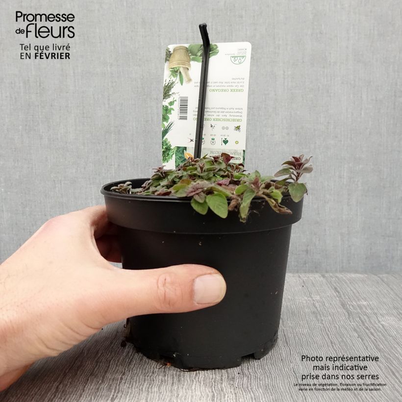 Exemplar von Griechischer Oregano - Origanum heracleoticum Topf mit 1,5L/2L wie im Winter geliefert