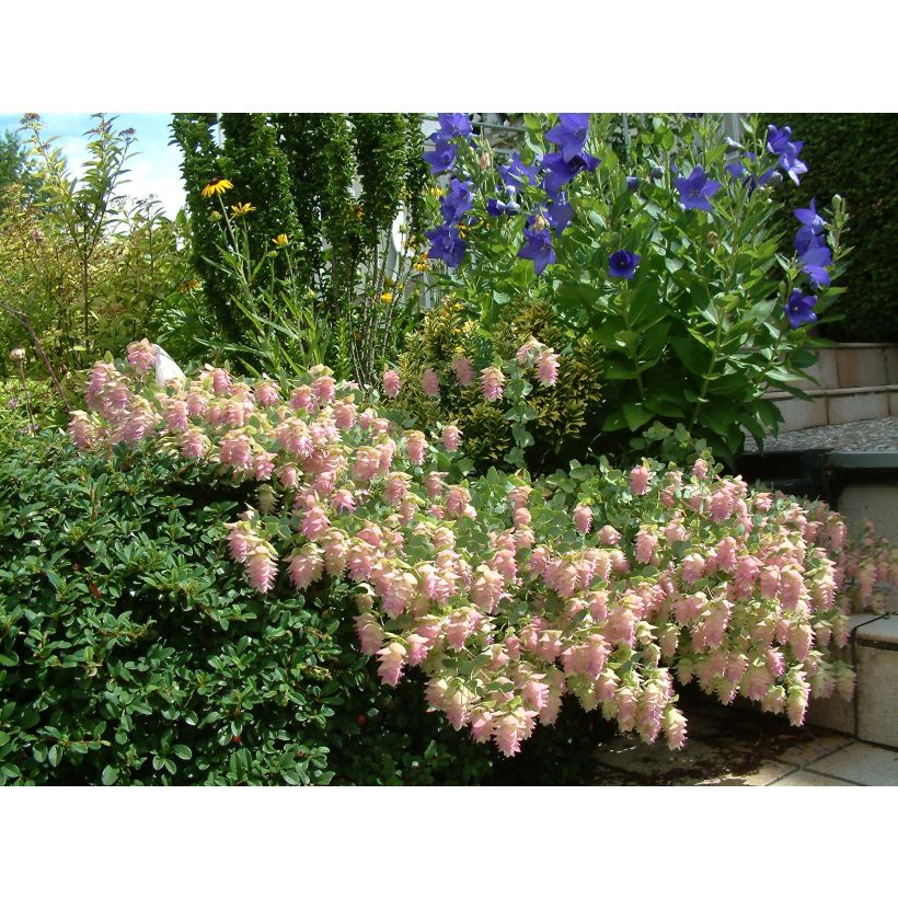 Rundblättriger Dost Kent Beauty - Origanum rotundifolium (Flowering)