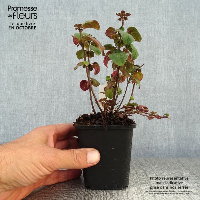 Example of Hybrid-Dost Rosenkuppel - Origanum Kleine Töpfe von 8/9 cm as you get in automne