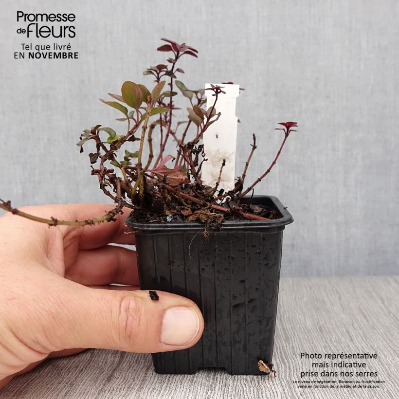 Example of Blumen-Dost Herrenhausen - Origanum laevigatum Kleine Töpfe von 8/9 cm as you get in automne