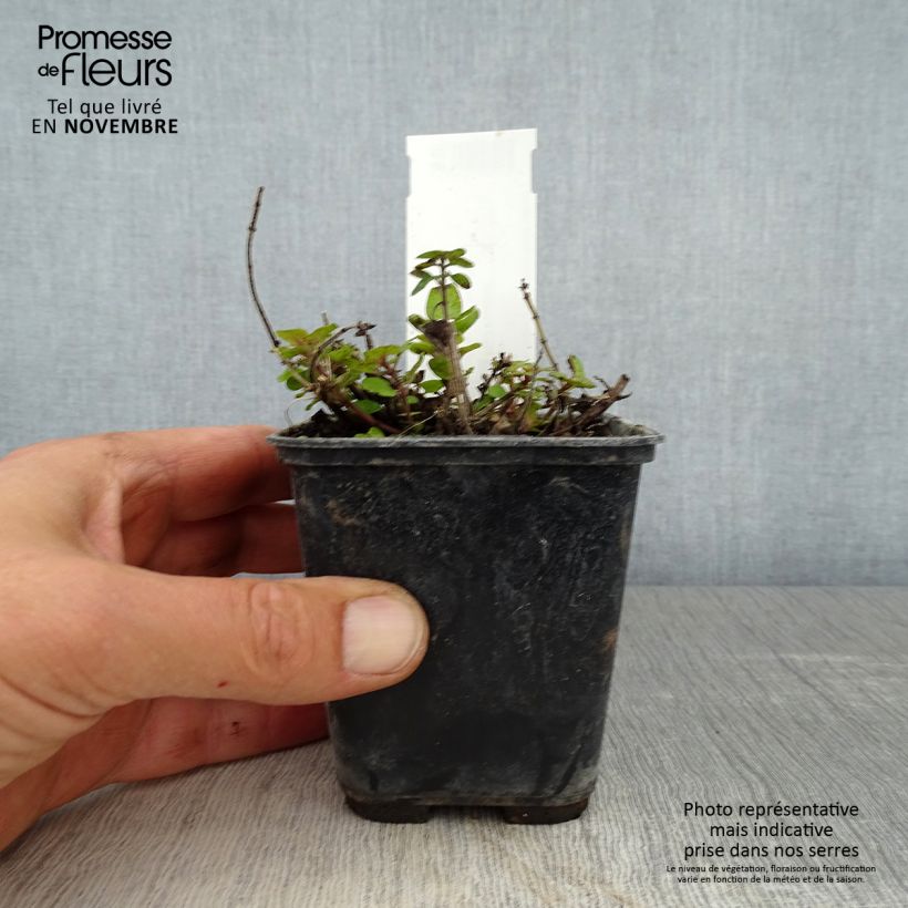 Example of Majoran Pagoda Bells - Origanum majorana Kleine Töpfe von 8/9 cm as you get in automne