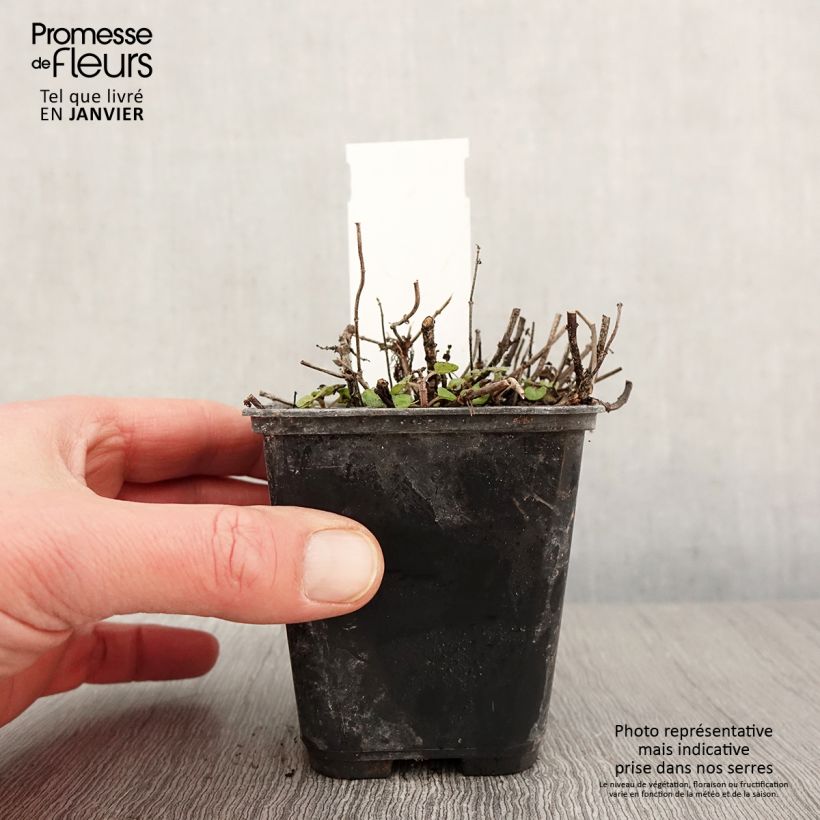 Exemplar von Majoran Pagoda Bells - Origanum majorana Kleine Töpfe von 8/9 cm wie im Winter geliefert