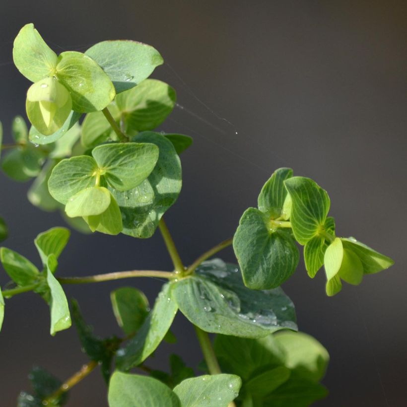 Rundblättriger Dost Kent Beauty - Origanum rotundifolium (Foliage)
