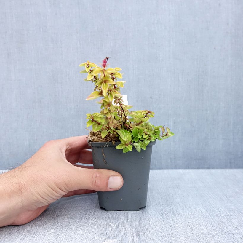 Exemplar von Gewöhnlicher Dost Thumbles Variety - Origanum vulgare Kleine Töpfe von 8/9 cm wie im Herbst geliefert