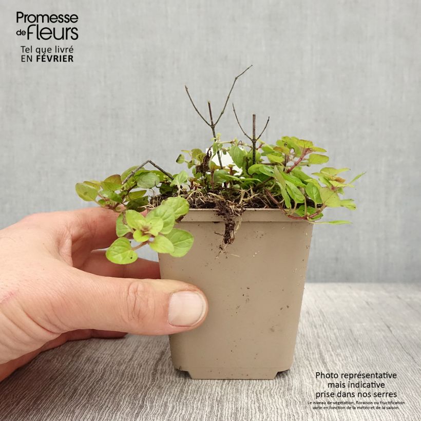 Exemplar von Gewöhnlicher Dost Thumbles Variety - Origanum vulgare Kleine Töpfe von 8/9 cm wie im Winter geliefert