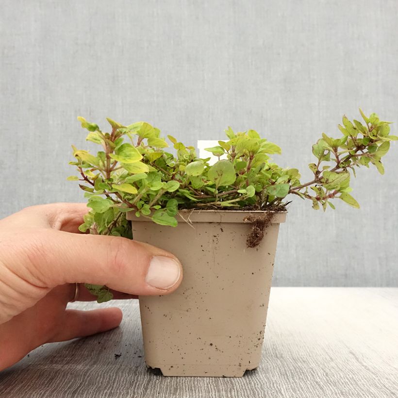 Exemplar von Gewöhnlicher Dost Thumbles Variety - Origanum vulgare Kleine Töpfe von 8/9 cm wie im Frühjahr geliefert