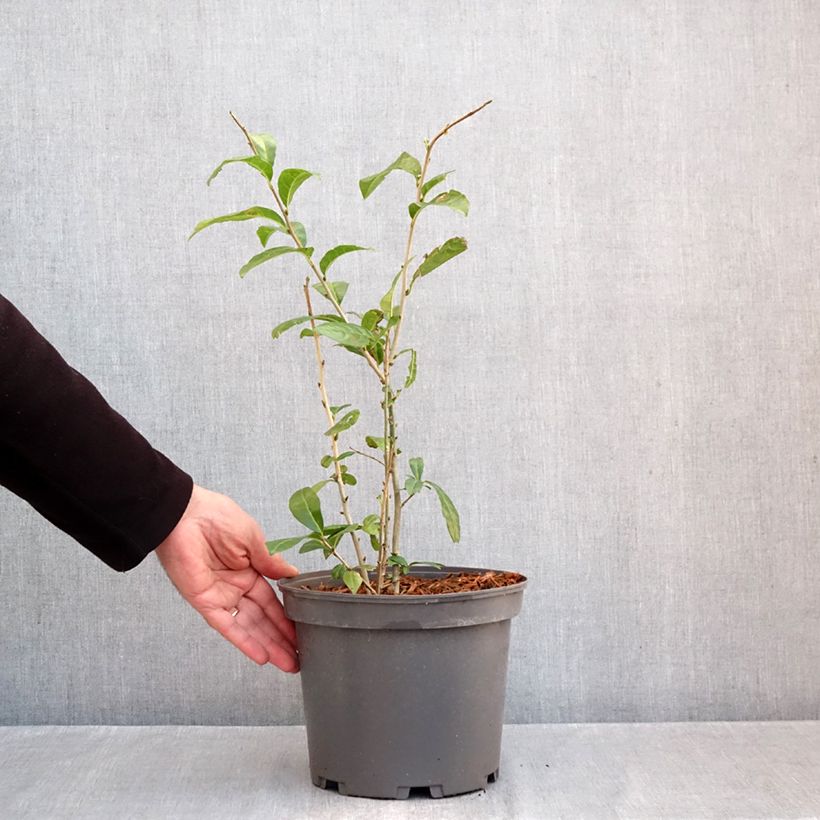 Exemplar von Japanische Fruchtstrauch - Orixa japonica Topf mit 4L/5L wie im Herbst geliefert