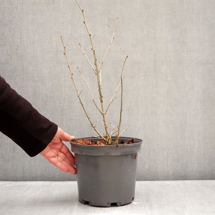 Exemplar von Japanische Fruchtstrauch - Orixa japonica Topf mit 4L/5L wie im Winter geliefert