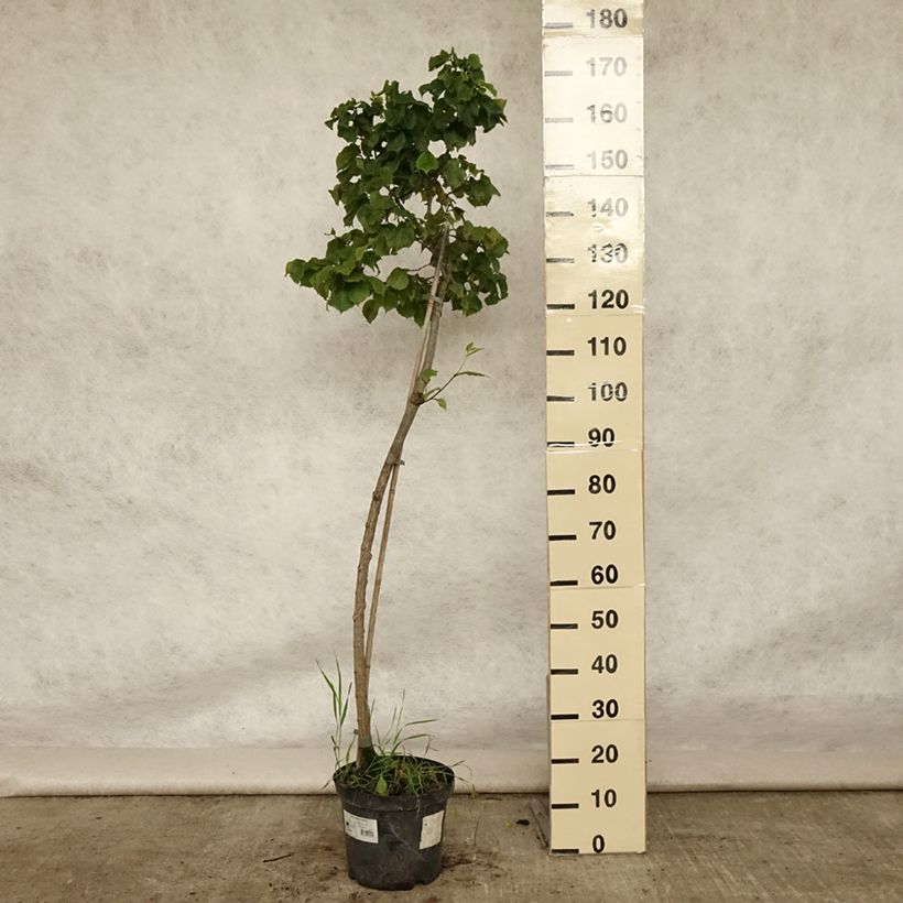 Example of Berg-Ulme Nana - Ulmus glabra Topf mit 7,5L/10L as you get in ete