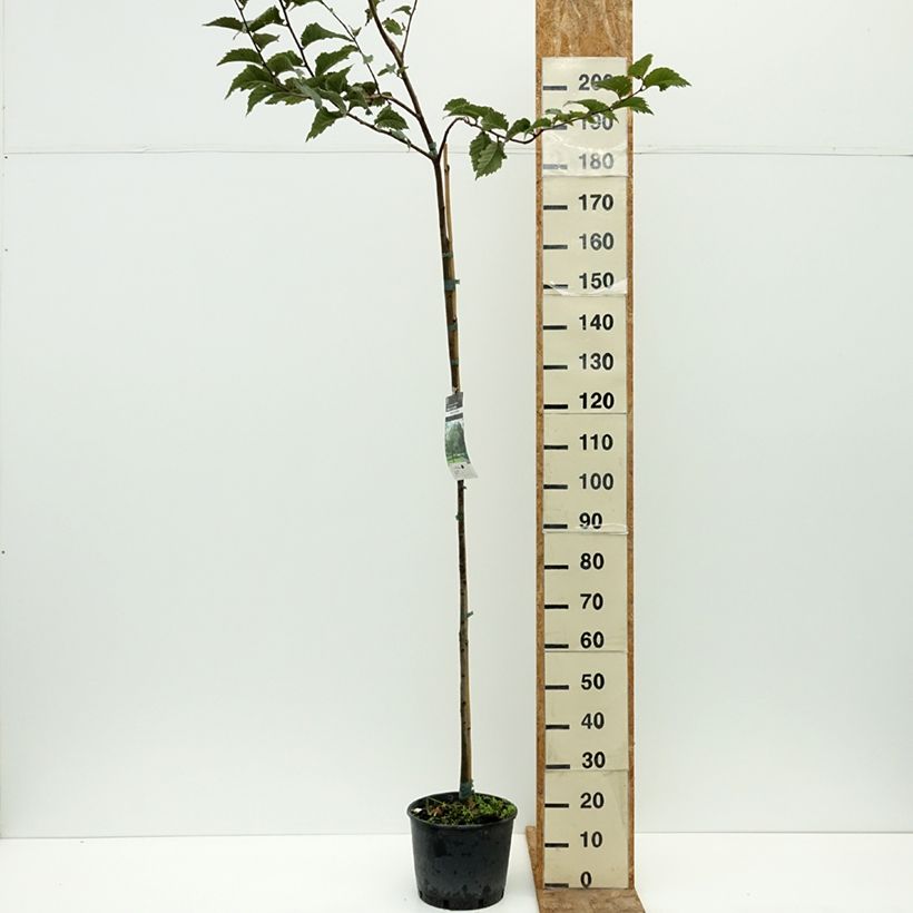 Exemplar von Berg-Ulme - Ulmus glabra Topf mit 7,5L/10L wie im Sommer geliefert