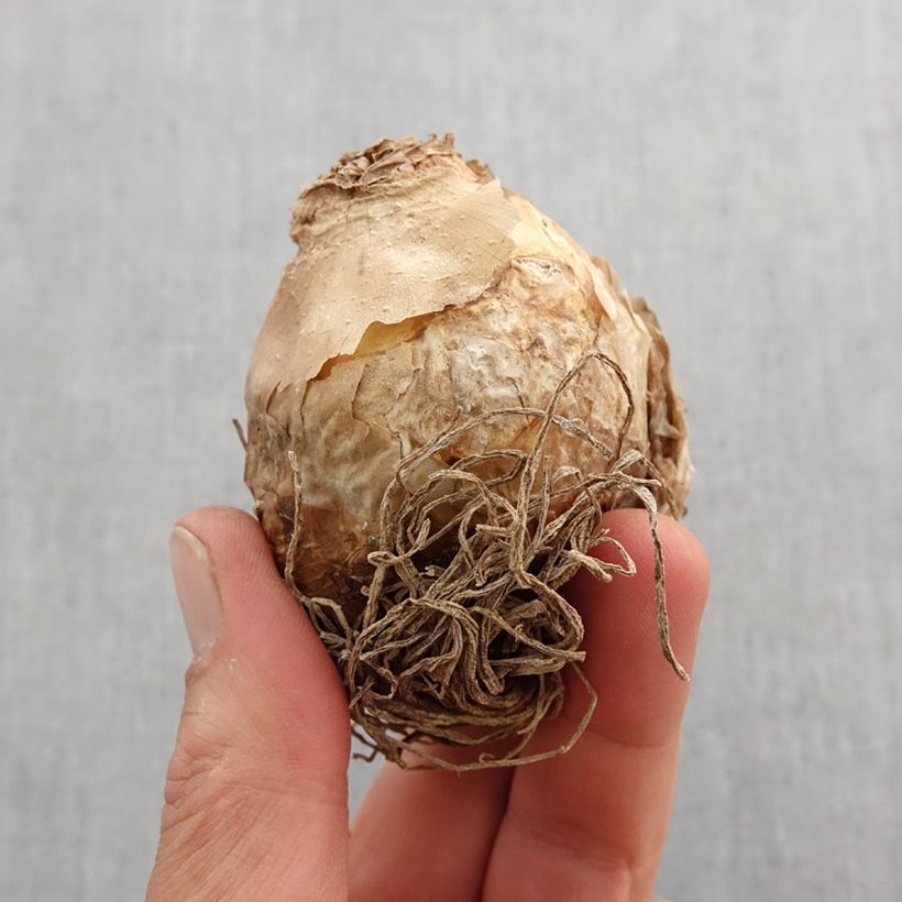 Example of Ornithogalum saundersiae - Zapfenkopf Zwiebel size 18+ as you get in printemps