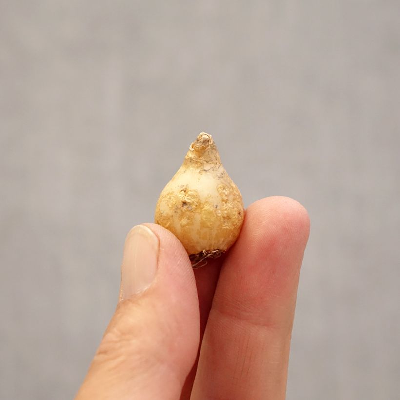 Exemplar von Ornithogalum umbellatum - Zapfenkopf Zwiebel Kaliber/Größe 6+ wie im Frühjahr geliefert