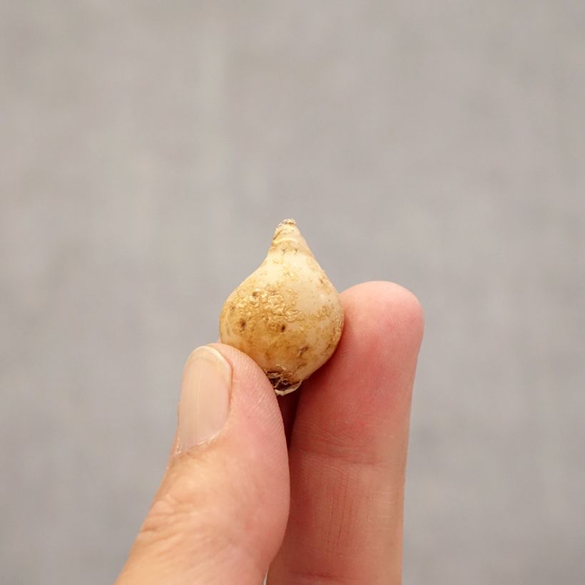 Exemplar von Ornithogalum nutans - Zapfenkopf Zwiebel Kaliber/Größe 6+ wie im Frühjahr geliefert