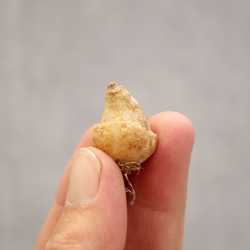 Exemplar von Ornithogalum oligophyllum White Trophy - Zapfenkopf Zwiebel Kaliber/Größe 6+ wie im Frühjahr geliefert