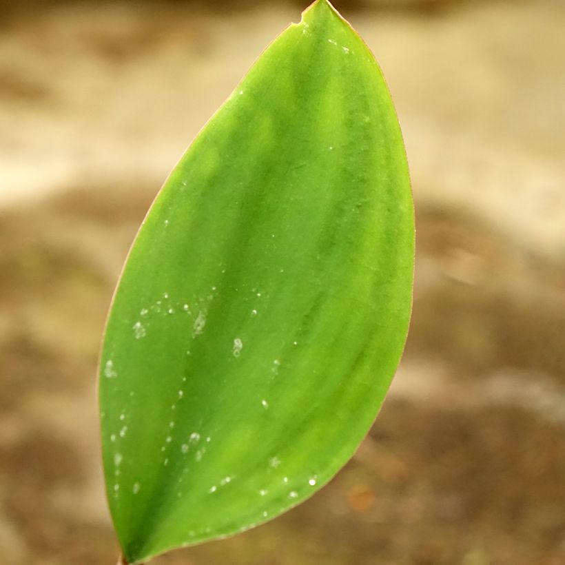 Orontium aquaticum - Goldkeule (Foliage)
