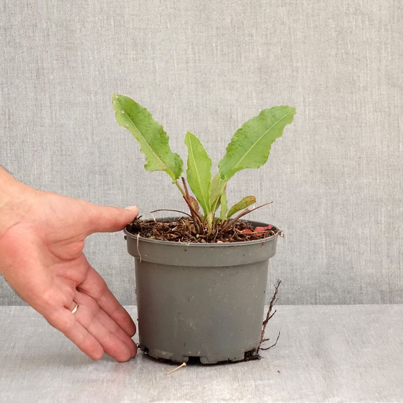 Example of Ampfer - Rumex patientia Topf mit 1,5L/2L as you get in ete
