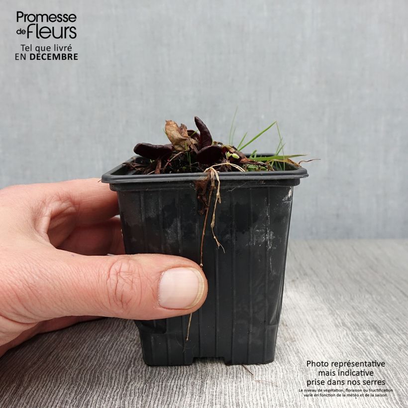 Example of Ampfer Purpurea - Rumex scutatus Kleine Töpfe von 8/9 cm as you get in automne