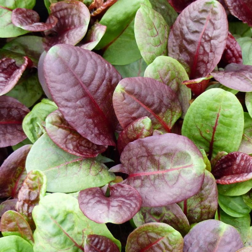 Ampfer Purpurea - Rumex scutatus (Harvest)