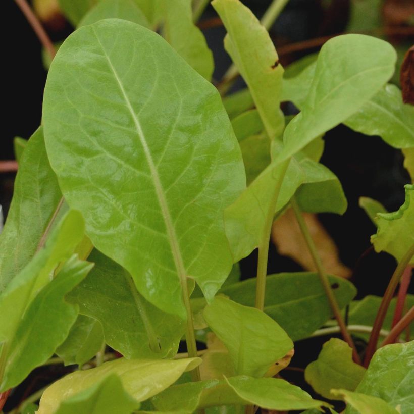 Ampfer - Rumex acetosa (Foliage)
