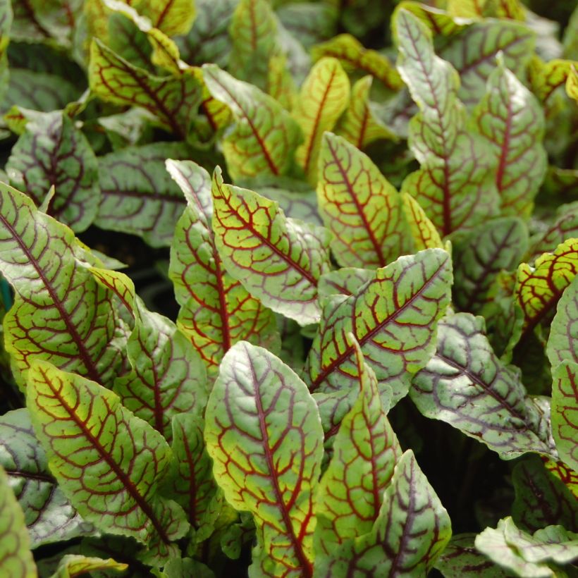 Ampfer - Rumex sanguineus (Harvest)