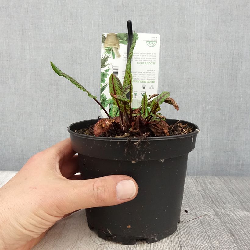 Exemplar von Ampfer - Rumex sanguineus Topf mit 1,5L/2L wie im Frühjahr geliefert