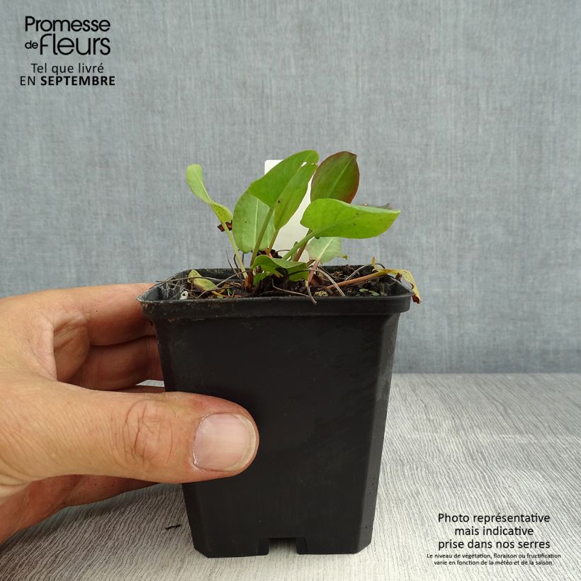 Example of Ampfer - Rumex acetosa Kleine Töpfe von 8/9 cm as you get in ete