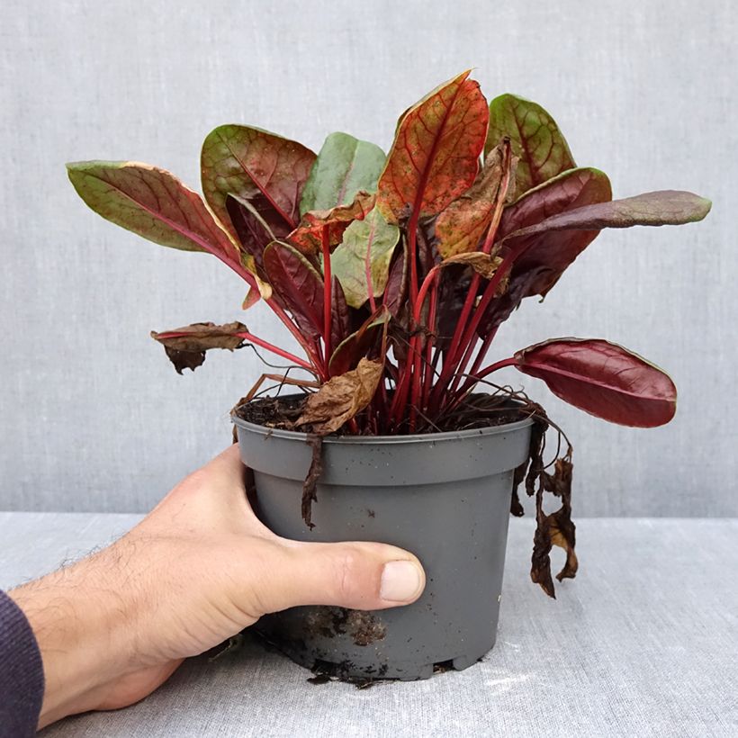 Exemplar von Ampfer Ruber - Rumex arifolius Topf mit 1,5L/2L wie im Herbst geliefert