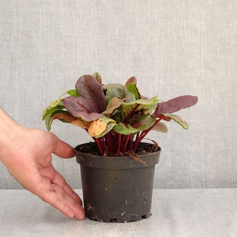 Example of Ampfer Ruber - Rumex arifolius Topf mit 1,5L/2L as you get in ete