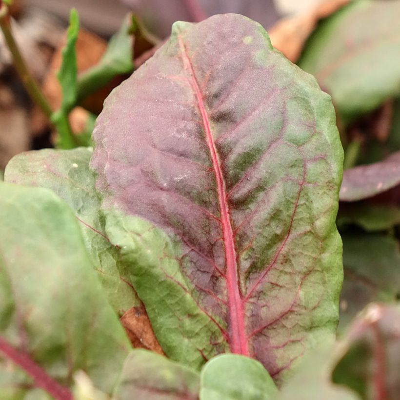 Ampfer Ruber - Rumex arifolius (Foliage)
