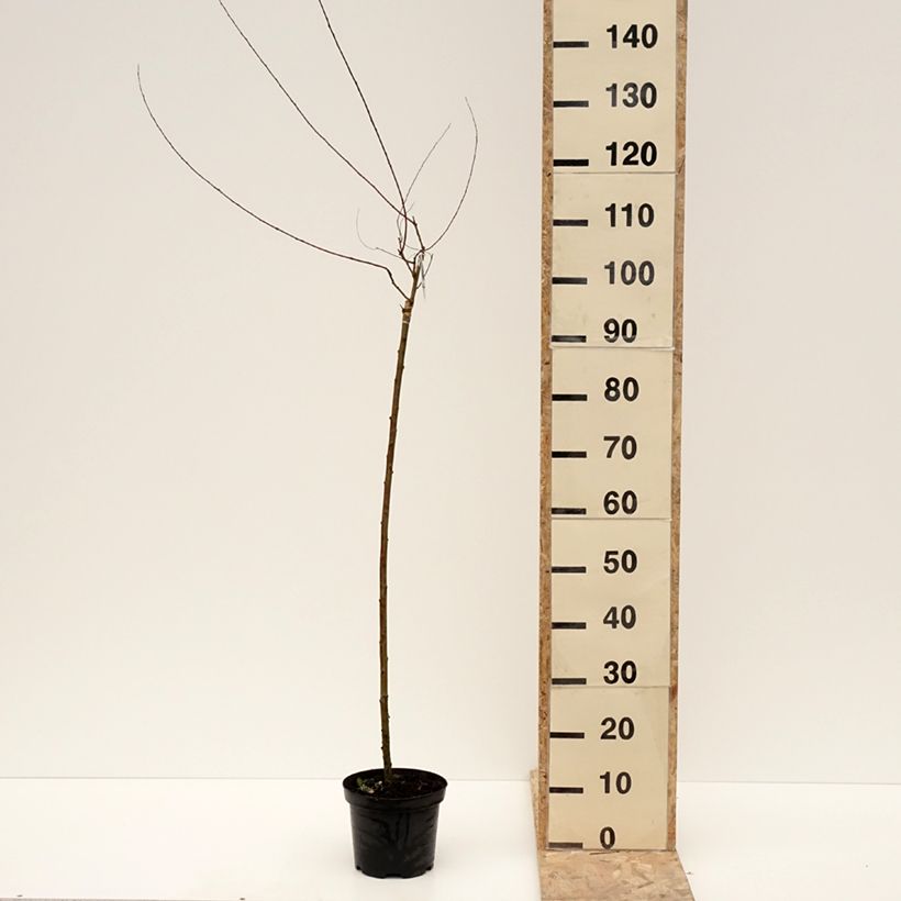 Example of Purpur-Weide Pendula - Salix purpurea Topf mit 3L/4L as you get in hiver