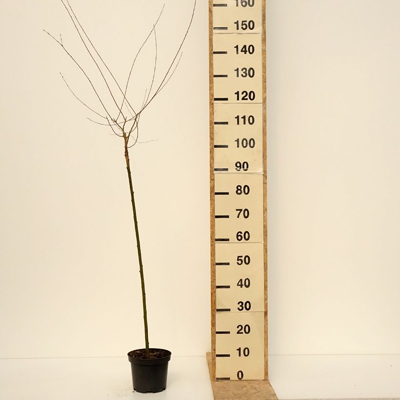 Exemplar von Purpur-Weide Pendula - Salix purpurea Topf mit 3L/4L, Stamm wie im Frühjahr geliefert