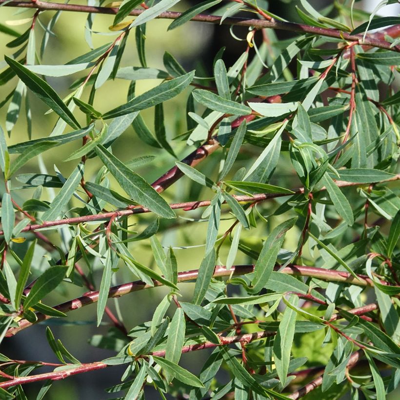Purpur-Weide Pendula - Salix purpurea (Laub)