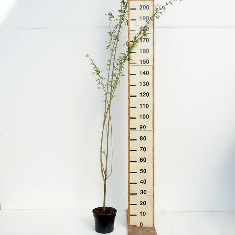 Exemplar von Purpur-Weide Howki  - Salix purpurea Topf mit 4L/5L wie im Frühjahr geliefert