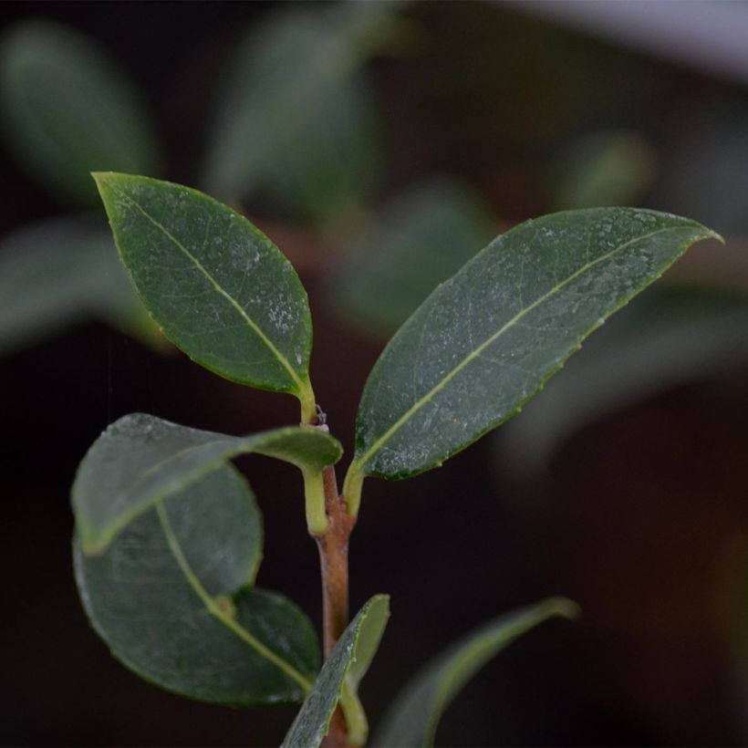 Frühlings-Duftblüte - Osmanthus burkwoodii (Foliage)