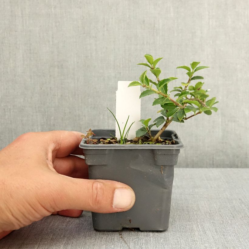 Exemplar von Osmanthus delavayi - Osmanthe de Delavay Godet de 8/9 cm wie im Frühjahr geliefert