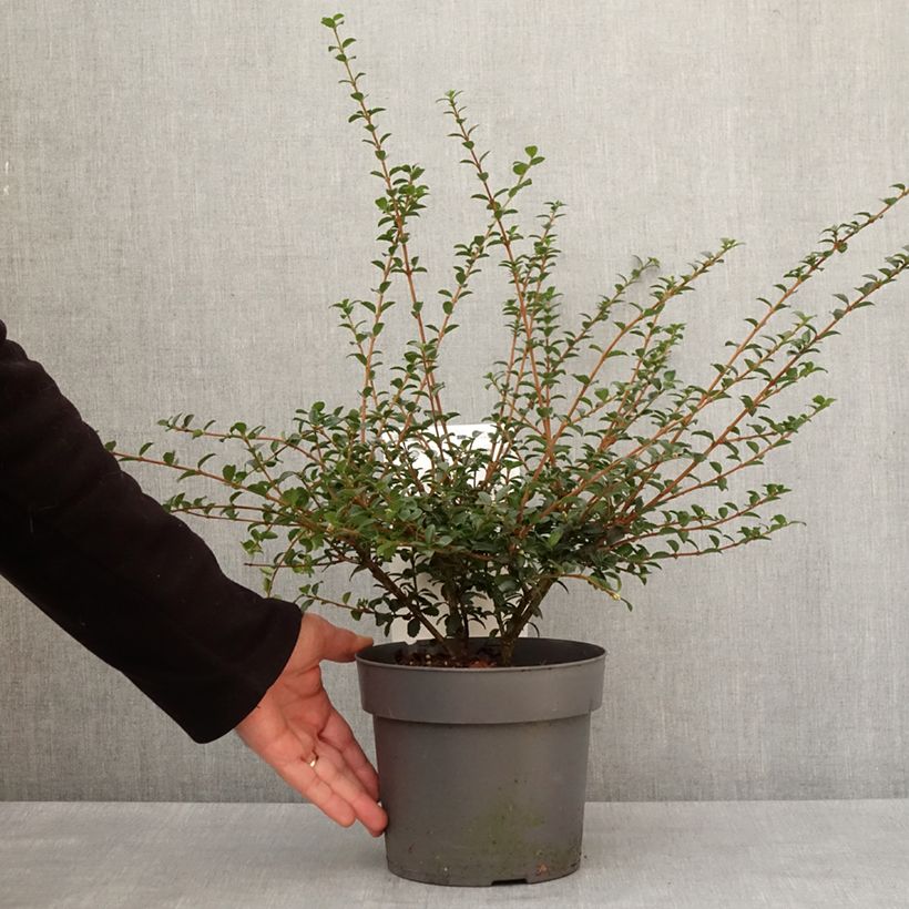 Example of Delavays Duftblüte Perfume of Nature - Osmanthus delavayi Topf mit 3L/4L as you get in hiver