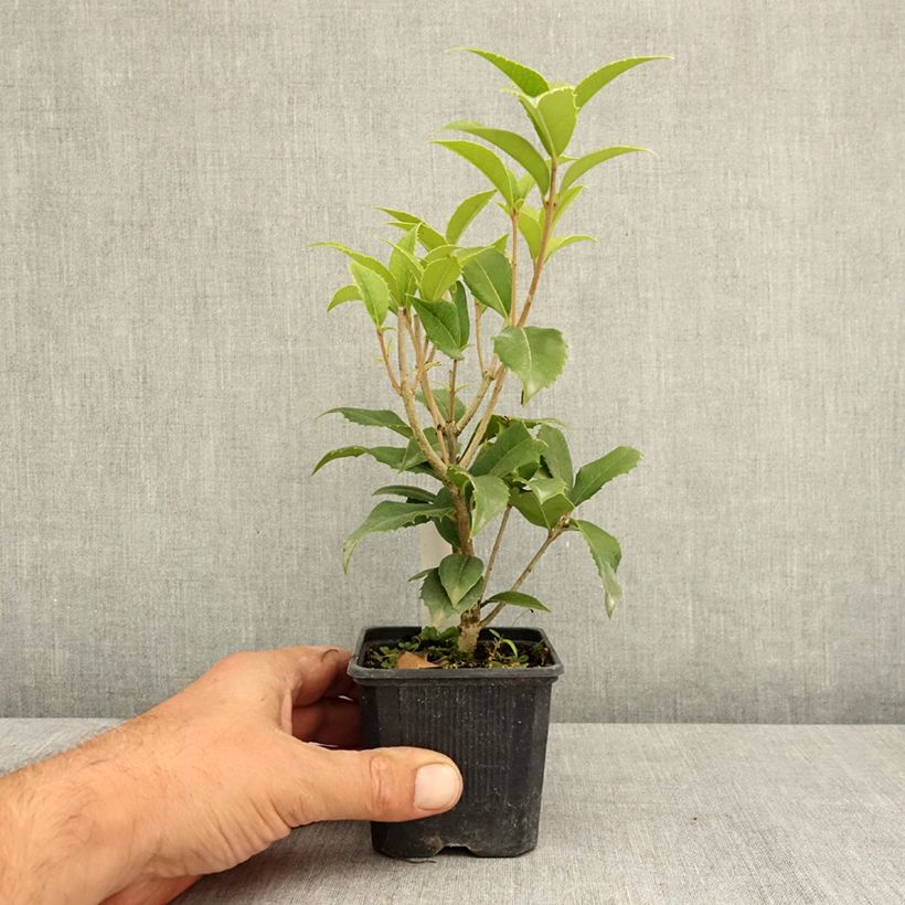 Exemplar von Duftblüte - Osmanthus fortunei Kleine Töpfe von 8/9 cm wie im Sommer geliefert
