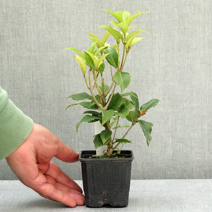Exemplar von Duftblüte - Osmanthus fortunei Kleine Töpfe von 8/9 cm wie im Frühjahr geliefert