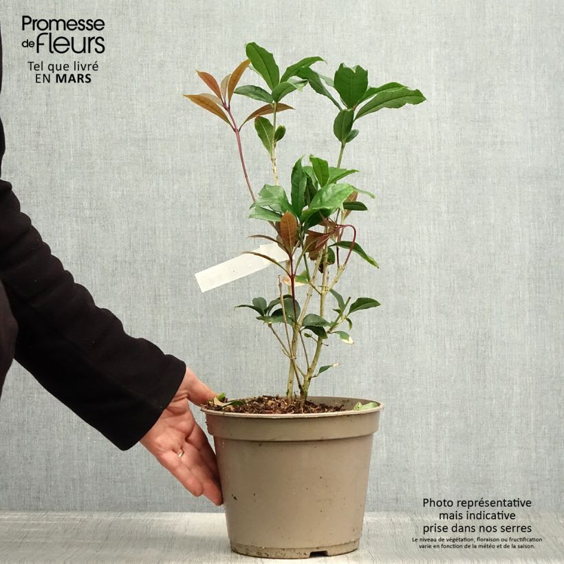 Exemplar von Süße Duftblüte var. aurantiacus - Osmanthus fragrans Topf mit 2L/3L wie im Frühjahr geliefert