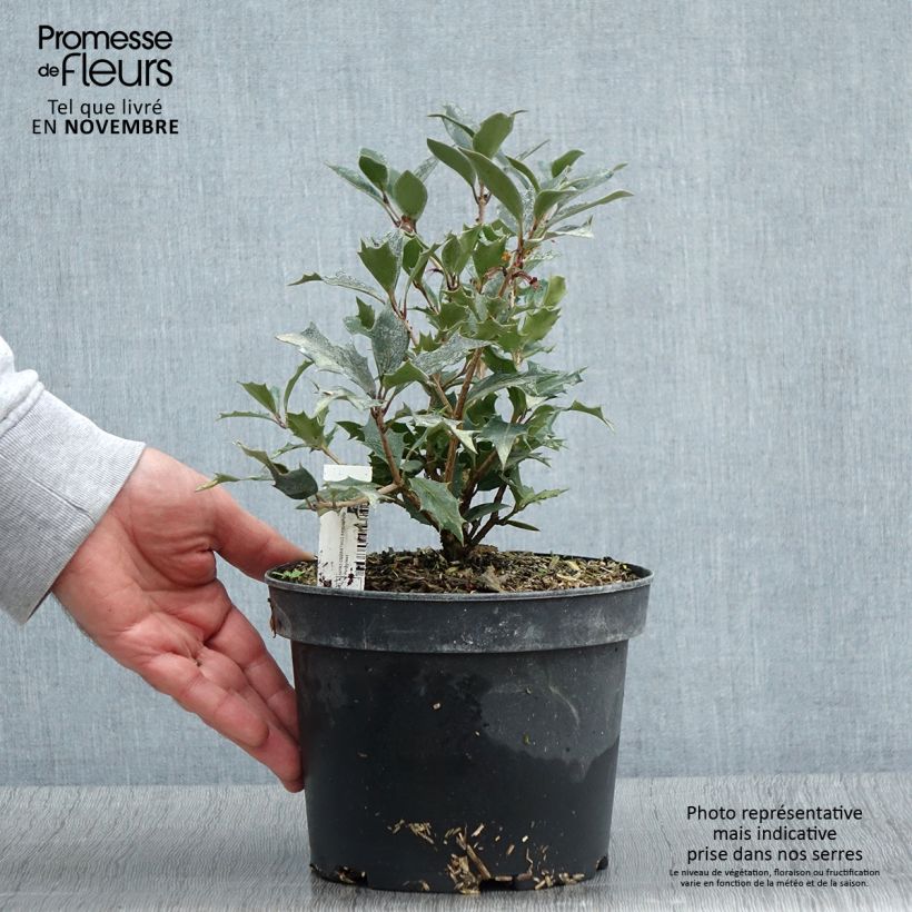 Example of Stachelblättrige Duftblüte Purpureus - Osmanthus heterophyllus Topf mit 3L/4L as you get in automne