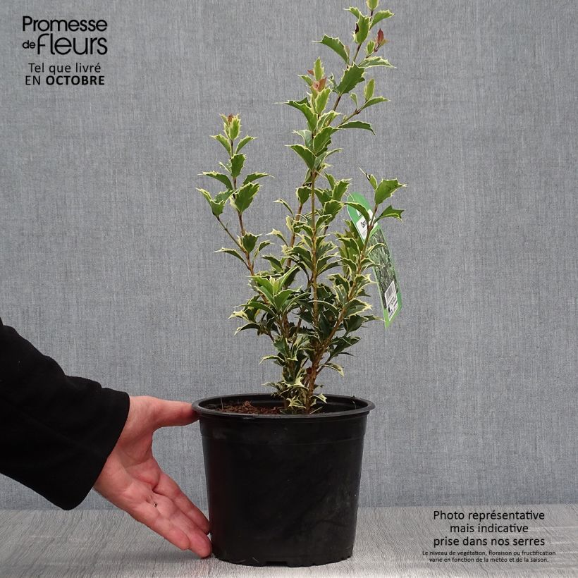 Example of Stachelblättrige Duftblüte Variegatus - Osmanthus heterophyllus Topf mit 3L/4L as you get in automne