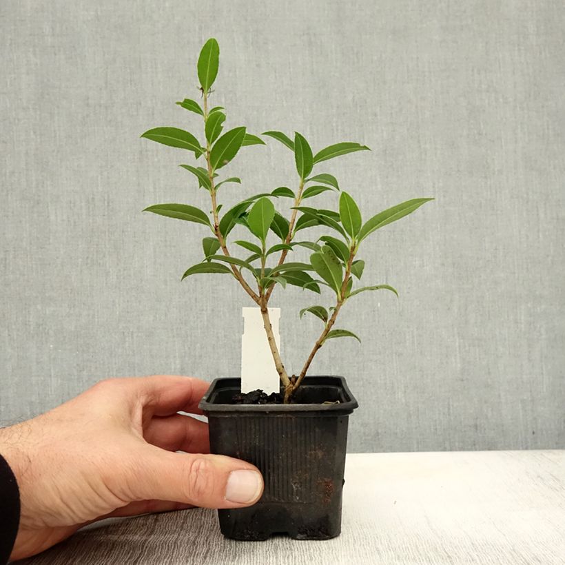 Example of Osmanthus serrulatus - Duftblüte Kleine Töpfe von 8/9 cm as you get in automne
