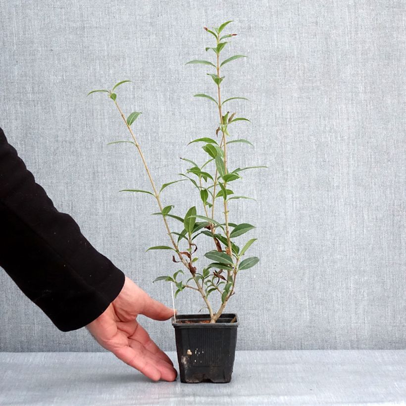 Exemplar von Osmanthus serrulatus - Duftblüte Kleine Töpfe von 8/9 cm wie im Winter geliefert