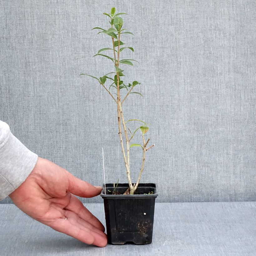 Exemplar von Osmanthus serrulatus - Duftblüte Kleine Töpfe von 8/9 cm wie im Frühjahr geliefert