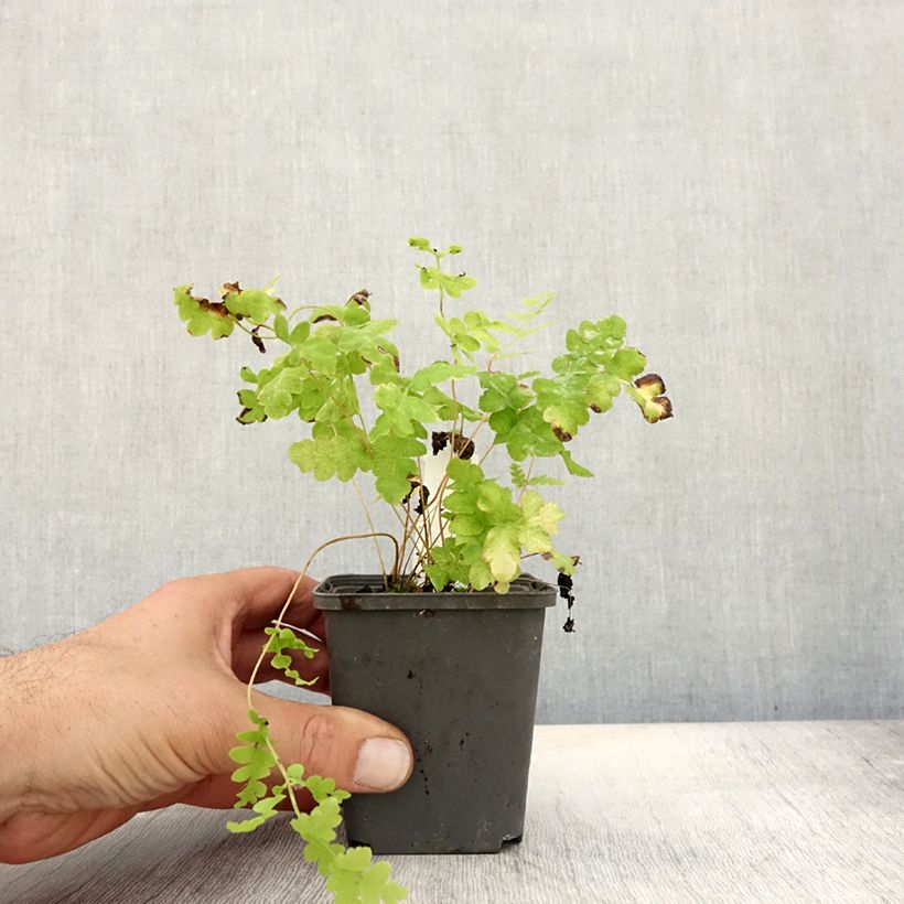 Example of Osmunda claytoniana - Kronenfarn Kleine Töpfe von 8/9 cm as you get in automne